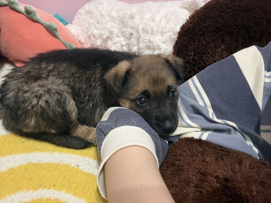 отдам в добрые руки