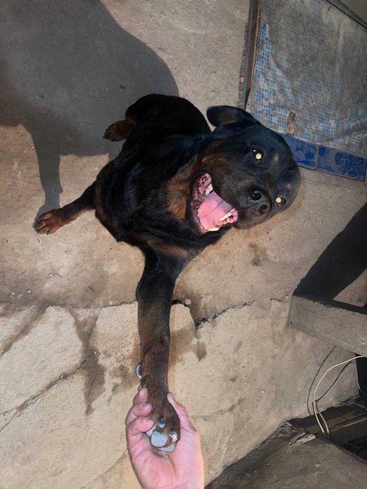 Ротвейлер на вязку