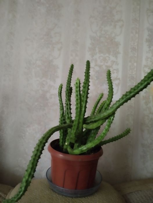 Стапелия , не колючий кактус.