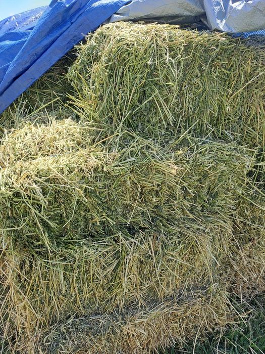 Baloți de lucernă