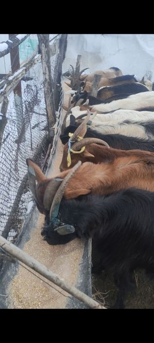 Mașini . Capre. cai .