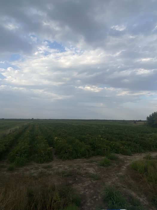 Продам саженцы малины