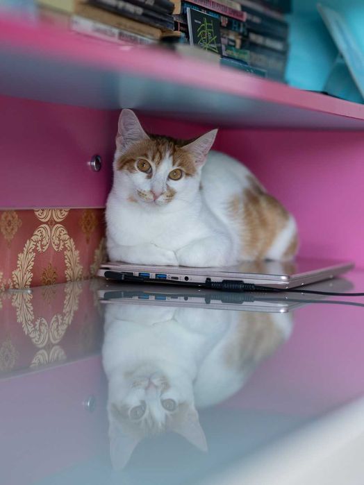 Мъжко коте на 6 месеца търси дом