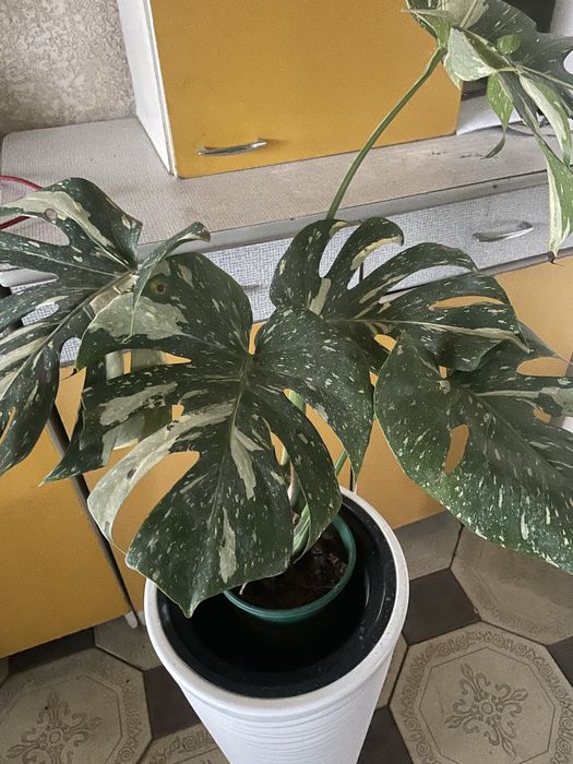 Комнатные растения