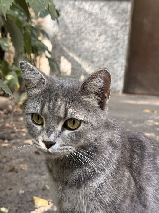 Кошка в добрые руки