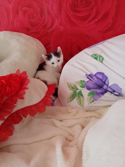 Отдам котят Карабулак