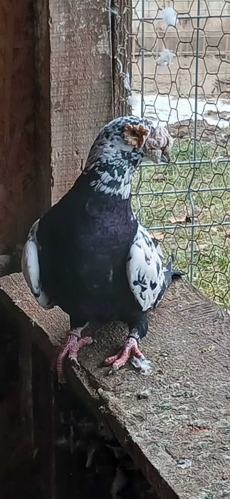 Porumbei stil vechi  bobat