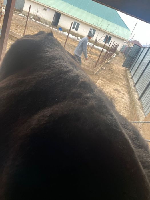 Семіз сиыр сатылады