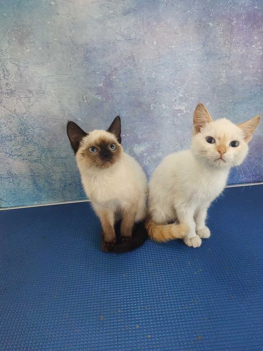 Отдам котят Кошечка и ко