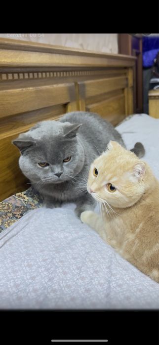 Продаю кота Скотиш страйт  для вязки.