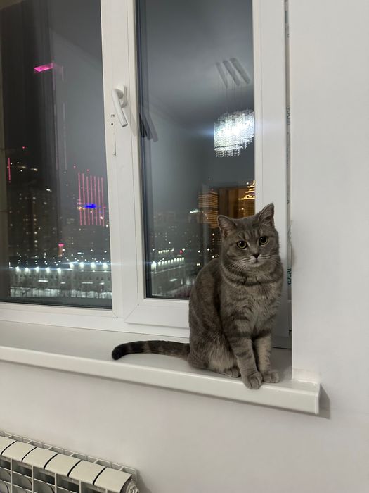 Кошка, милая и ласковая