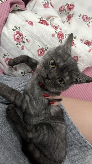 Продается котята мальчик