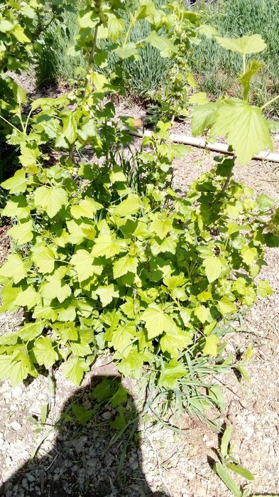 Смородина саженцы