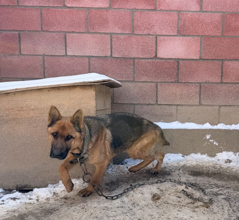 Немецкая овчарка