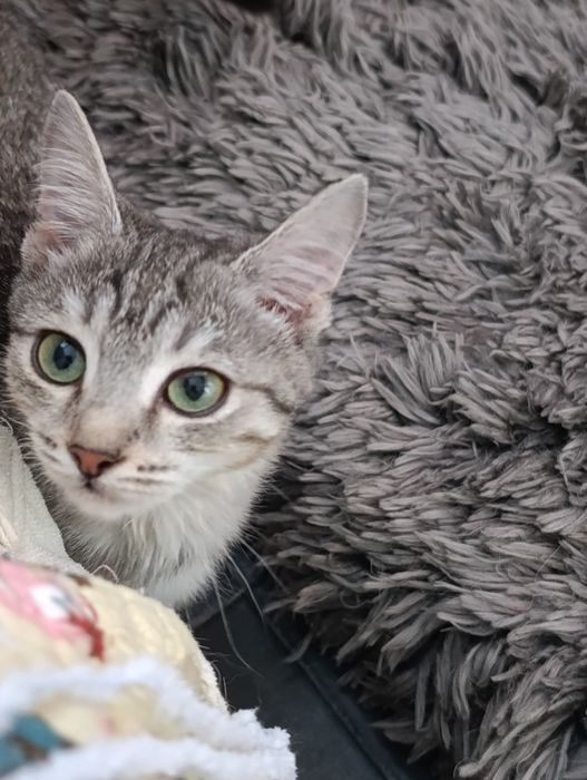 Манюня ищет семью.