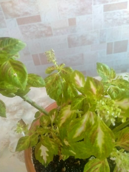 Цветы комнатные  цветущие