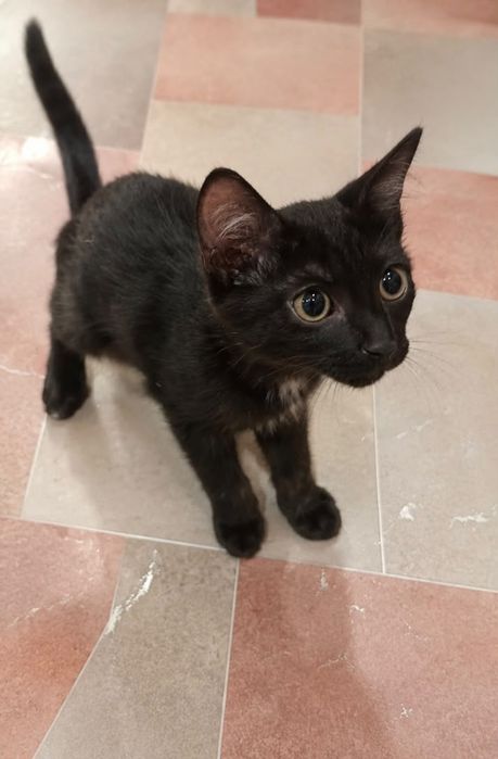 Ищем дом для котят