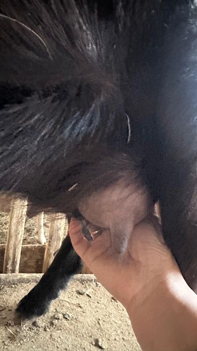 1 ші туып тұрған алпий шыбыш