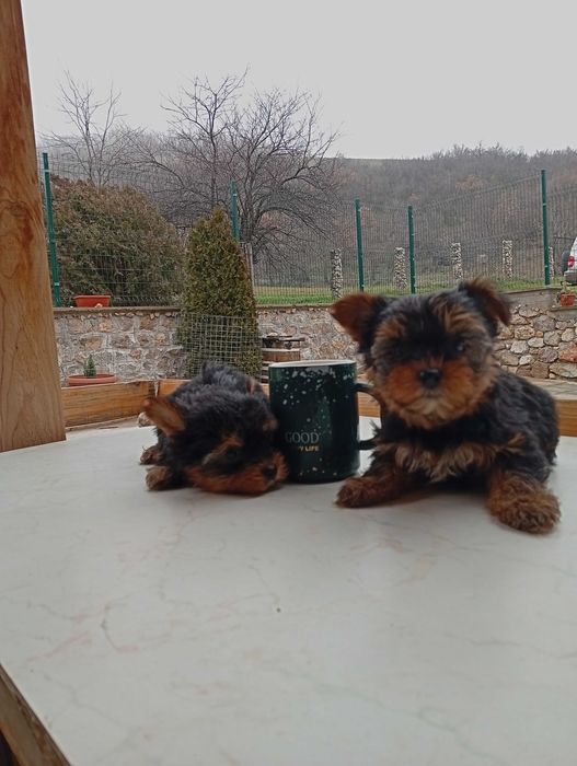 Продавам йоркширски териер