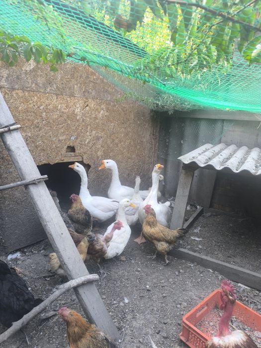 Продам петухов ,гусей и уток