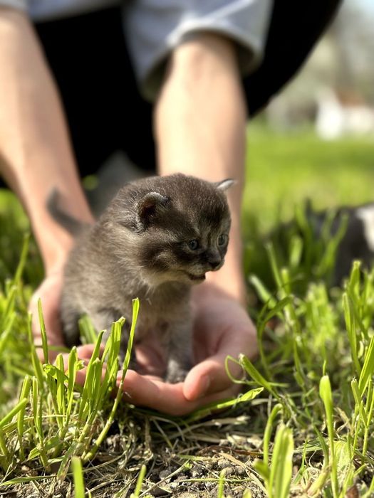Prodayotsya shatlanskiy kotyonok chyorniy dimchatiy okras  600.000