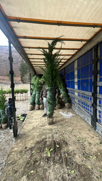 Leilandi pentru gard viu verde vejnic livrarea în toată tara fără avan