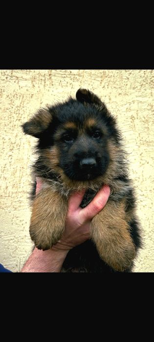 Cățel ciobănesc german cu pedigree