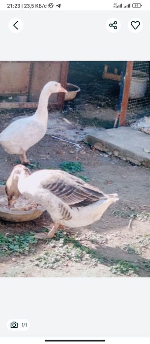 Bir par goz sotiladi