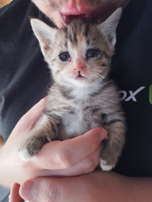 Продам котят, 4 шт