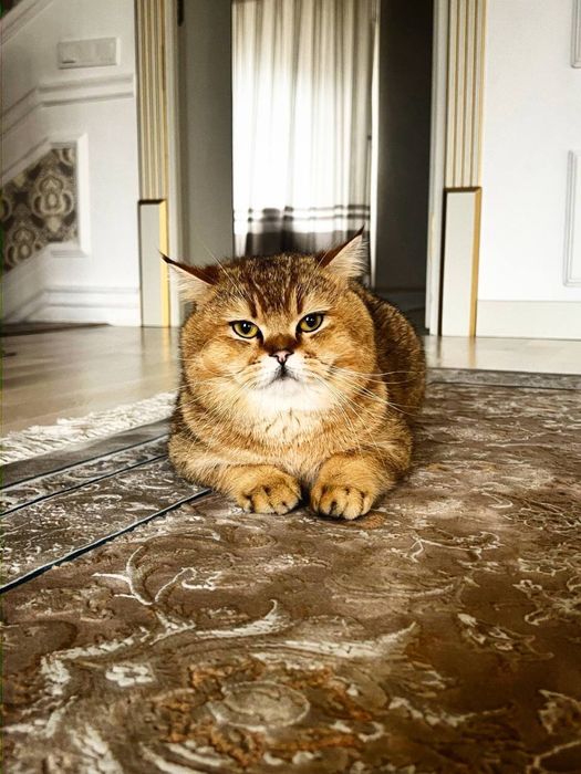 Shatl Scottish Fold mushuk кошка кот