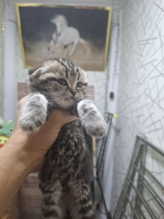 Продаются шотладские вислоухие котята