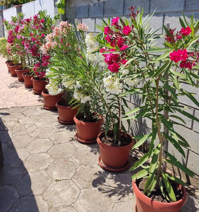 Олеандър ( Зокум )