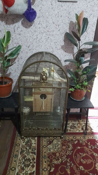 Кафас Сотилади янги 2 ой куш бокилган