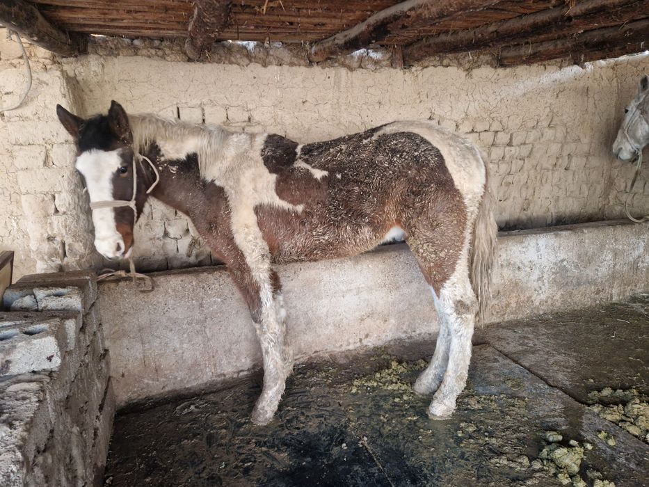 Ат пен тай сатылады