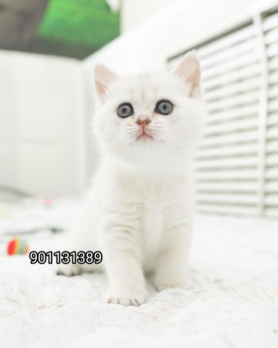 Продаётся чистокровный британский шиншилла мальчик и девочка
2 месяц