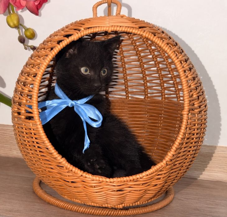 Котята милые и умные