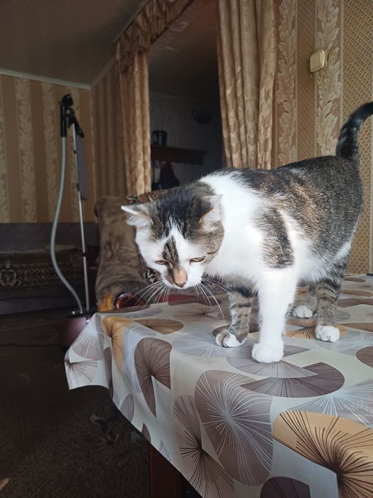 Отдам кота в добрые руки