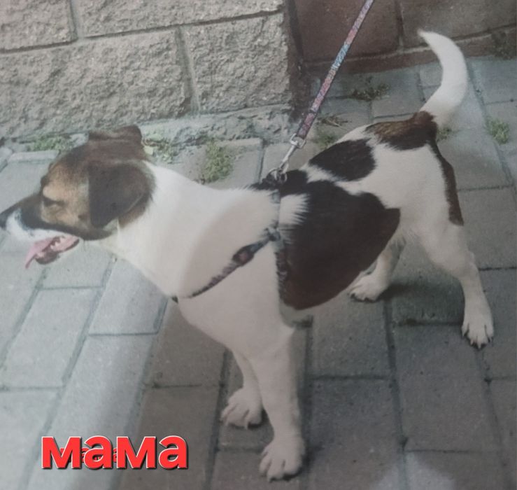 Джек рассел терьер