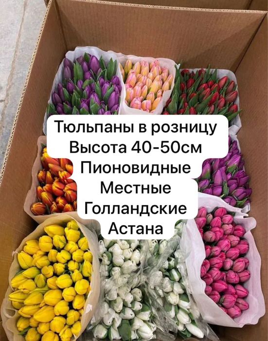 Цветы гулдер тюльпаны кызгалдактар