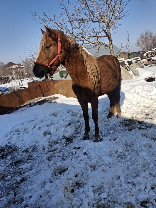 Продам жеребца срочно