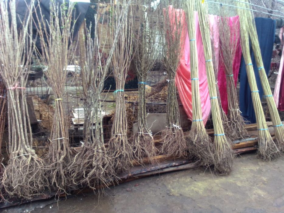 саженцы, местные, приживание 100%