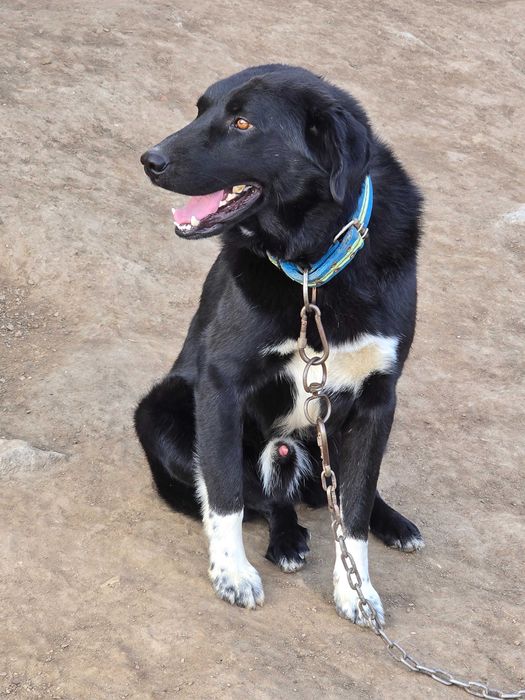 Куче на 2г. Обучен пазач на 100%  500лв.