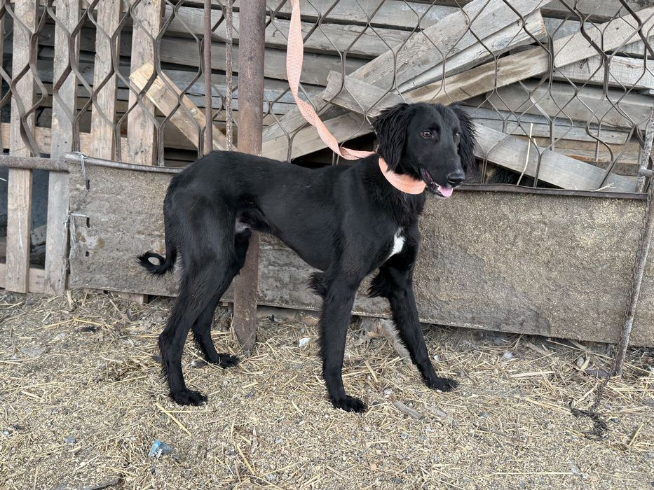 1.5 жасар тазы ауызданган