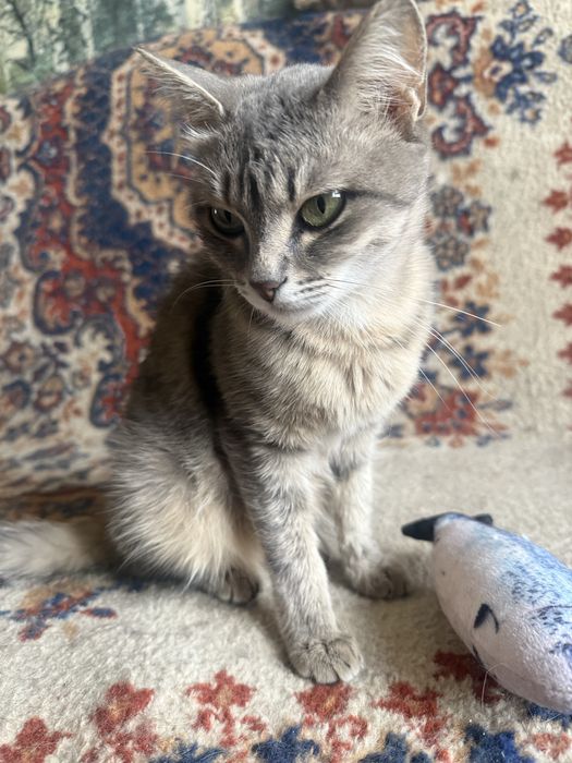 Очаровательная кошечка