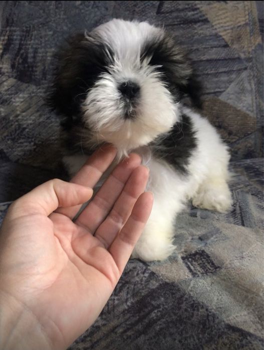 Красивые щенки Ши-тцу. Шитцу