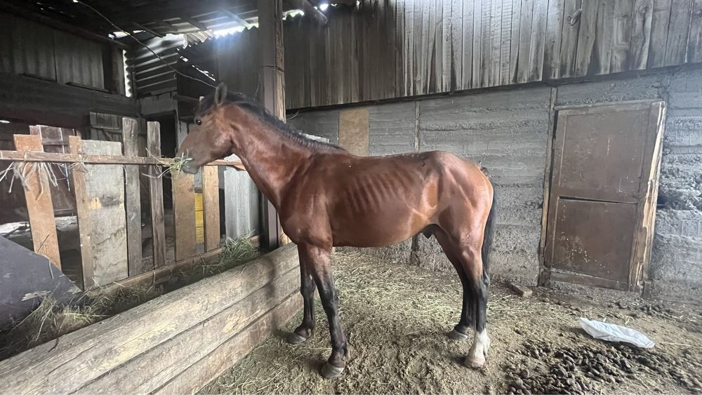 Торы Айғыр сатылады