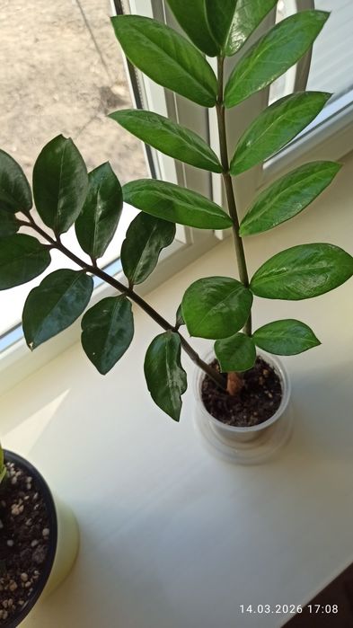 Комнатный цветок замиоколькас