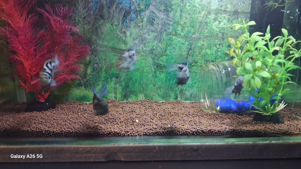 Сапфировые попугайчики