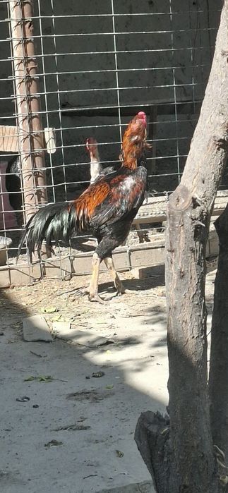Zotli xo'roz-kulangi jangari