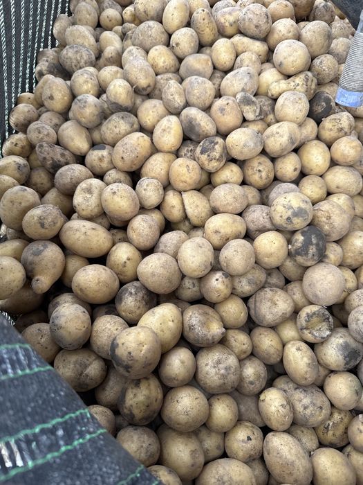 Vand cartofi pentru animale